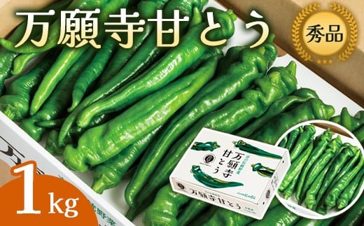 【2026年夏発送分】万願寺甘とう 化粧箱入 秀品 1kg 選べる容量 野菜 夏野菜 旬 地場産 地場野菜 地元野菜 発祥 伝統 京野菜 伝統野菜 万願寺とうがらし