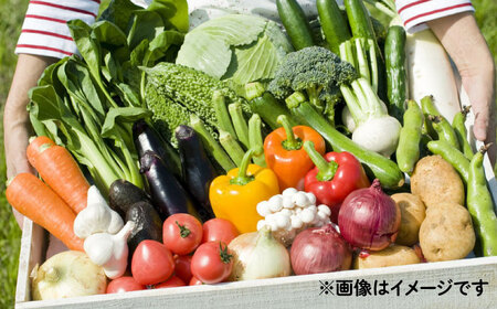 【3回定期便】野菜のプロが選ぶ 旬の野菜セット 12-13品目 野菜定期便 / 野菜 やさい セット 新鮮 / 南島原市 / 愛2農園[SGG004]