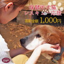 【ふるさと納税】＜保健所犬猫レスキュー【返礼品なしのご寄附】＞ 返礼品なし 保護 動物愛護 いぬ ねこ イヌ ネコ どうぶつ 応援 支援 寄付 使い道 お買い物マラソン スーパーセール 千円 1,000円 1000円 ポッキリ 宮崎県 国富町 いのちのはうす保護家