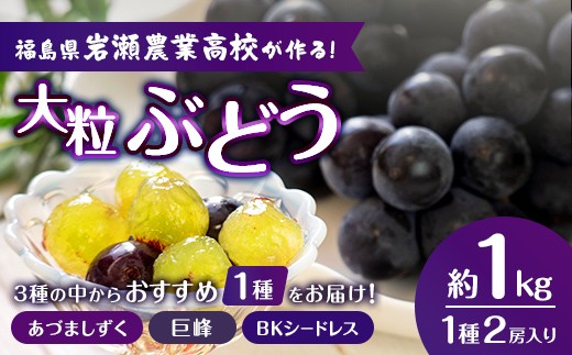 
                  岩瀬農業高校産　ブドウ (あづましずく、巨峰、BKシードレス、うち1種) 2房 約1kg F6Q-535
                