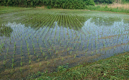 〈先行予約 2025年産米〉 福島県鏡石町産 和田農園「天のつぶ」玄米 4kg（2kg×2袋） 米 コメ こめ  F6Q-189