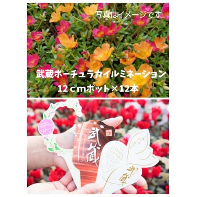 武蔵ポーチュラカ　12ポット【配送不可地域：離島・北海道・沖縄県】【1625256】