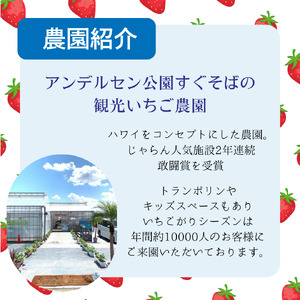 いちご 大粒 24個 イチゴ 苺 かおり野 紅ほっぺ 予約 先行予約 先行受付 数量限定 期間限定 限定果物 フルーツ 予約 ギフト 贈答