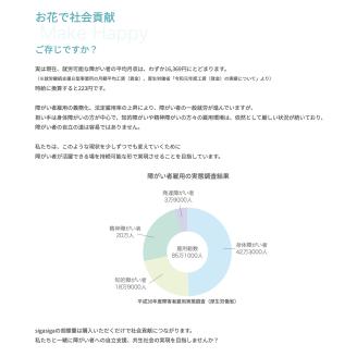 大輪胡蝶蘭 白 1本立ち　B-H06　綾羽株式会社