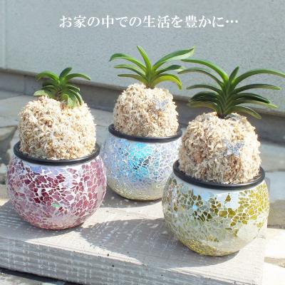 ふるさと納税 山口市 【日本の蘭】富貴蘭　風蘭　キラキラガラス入り D087 |  | 01
