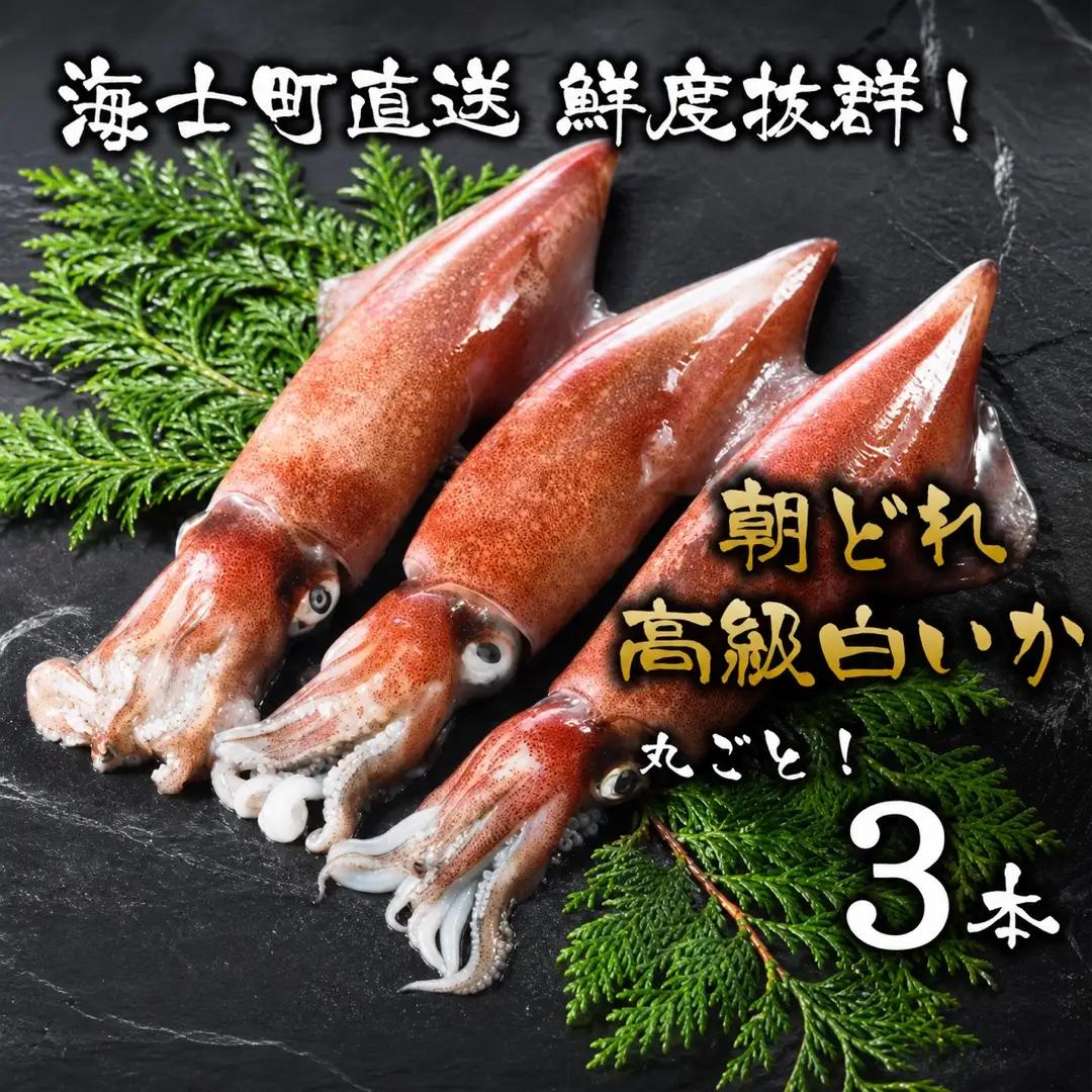 白イカ 朝どれ 丸ごと3本 イカ