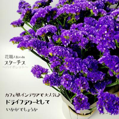 ふるさと納税 印南町 生花【スターチス】花職人Ikeda 　　　　バイオレット | 