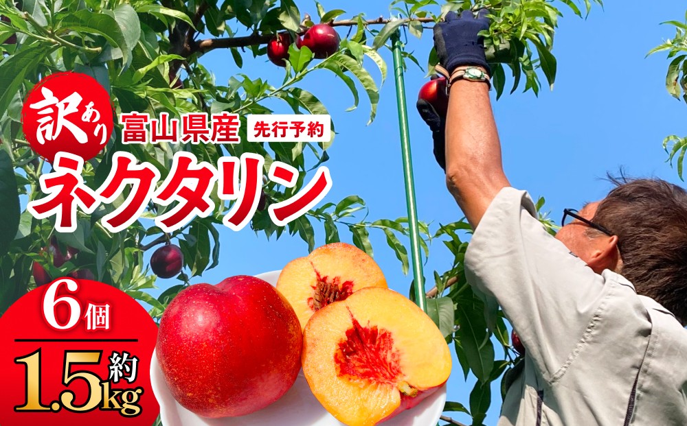 
                  【先行予約】【訳あり】富山県産 ネクタリン 6個 （約1.5kg） ＜2026年8月中旬以降順次発送＞ 
                