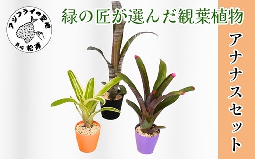 
                  緑の匠が選んだ観葉植物 素敵な空間づくりに アナナス3種セット( 観葉植物 アナナス ツマベニアナナス キョウト ビルベルギアインテリア 植物 贈り物 送料無料 )【B8-029】
                