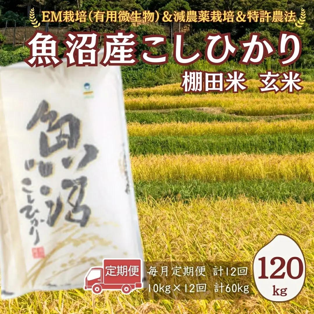 【令和8年 先行予約 定期便】魚沼産コシヒカリ棚田米 玄米 120kg (10キロ×12回) 佐藤農場|おこめ 玄米 小千谷 新潟