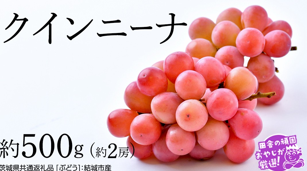 
                  クインニーナ 約500g×約2房【2026年8月より発送開始】（茨城県共通返礼品 [ぶどう]：結城市産） ぶどう ブドウ 葡萄 果物 フルーツ 茨城県産
                