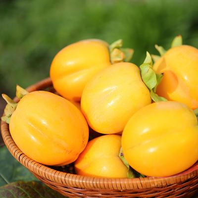 ふるさと納税 出雲市 【柿専業の農家が作る】出雲産西条柿　2.5kg【1_2-058】 |  | 01