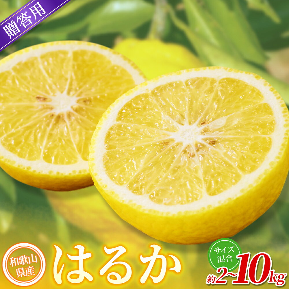 【ふるさと納税】 【贈答用】 森本農園の手選別 はるか 約2kg 和歌山県産 L～2Lサイズ 【北海道・沖縄・離島配送不可】【2027年3月上旬～2027年4月上旬頃に順次発送】
