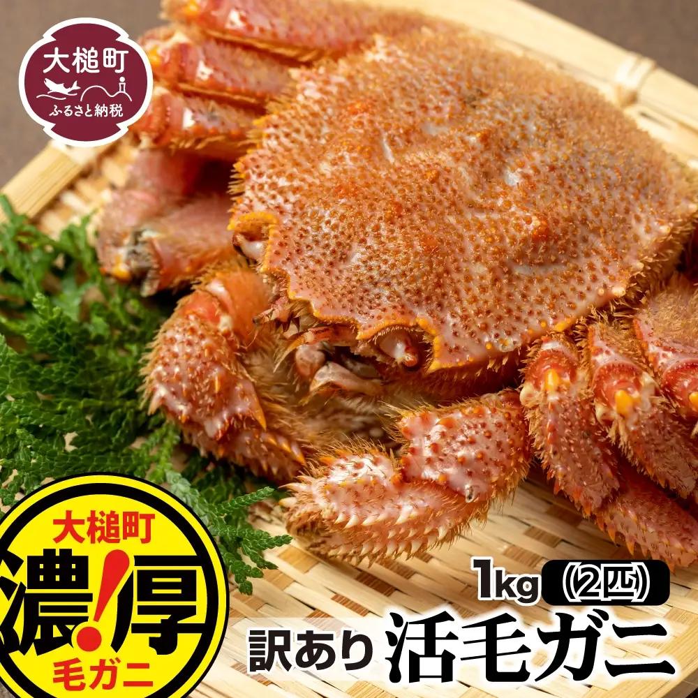 【令和9年発送先行予約】【訳あり】三陸産！活毛ガニ 1kg(2杯)【08】【2027年2月～4月発送】