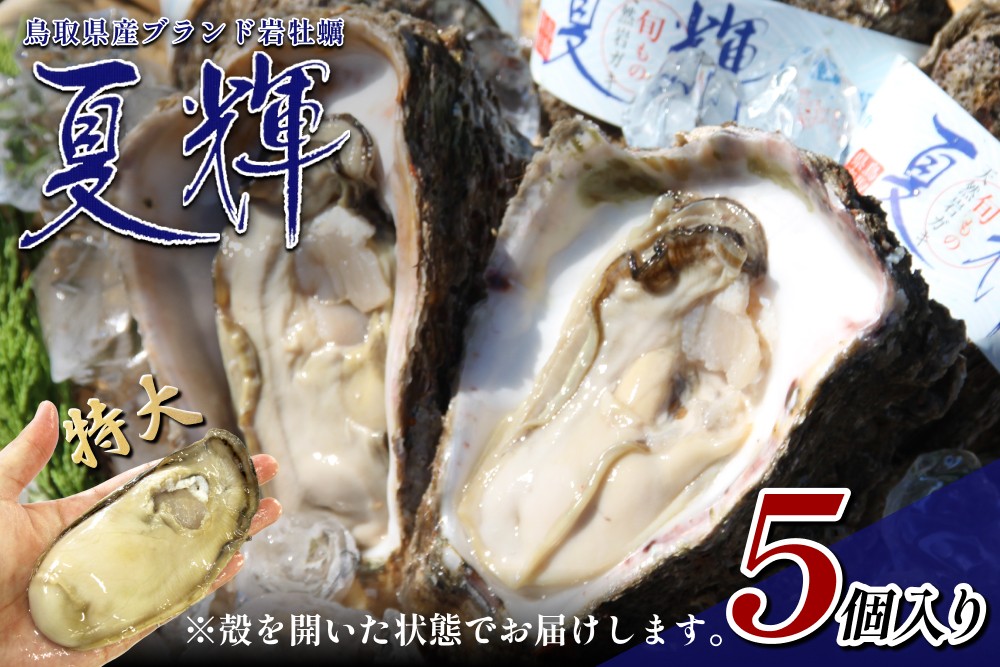 
                  夏輝（岩ガキ）｜鳥取 岩美 牡蠣 かき【21004】
                