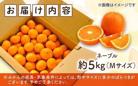 みかん ネーブル5kg みかん ネーブル[XCE003]