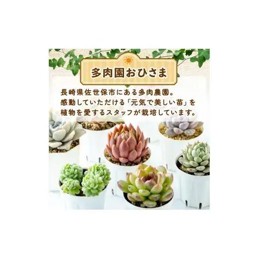 多肉園 おひさま エケベリア 4苗セット