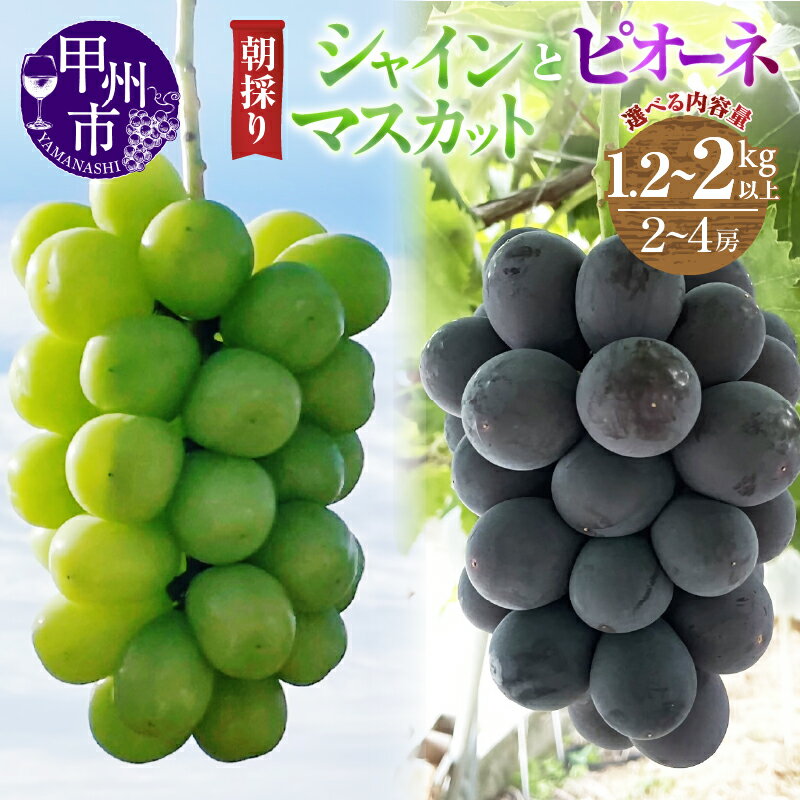【ふるさと納税】 ピオーネ シャインマスカット 詰合せ 2～4房 選べる内容量 1.2kg以上 2kg以上 果物 山梨 甲州市産 期間限定 9月 10月 2025年発送 朝採り 人気 厳選 大粒 フルーツ ぶどう マスカット 葡萄 くだもの セット 社員マスカット あめみやぶどう園 農家直送 (ABE)