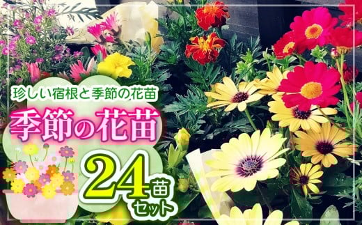 季節の花苗24苗セット珍しい宿根と季節の花苗 | 花 おまかせ 苗 季節 花苗 花栽培 珍しい品種 園芸 兵庫県 上郡町