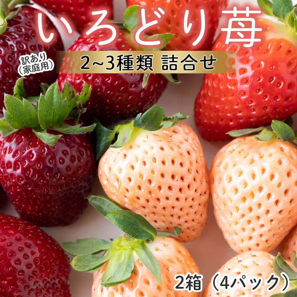 【ふるさと納税】★予約受付★杉山いちご農園【2月〜5月 順次配送】玄海町産いろどりいちご詰め合わせ（家庭用・訳あり）／送料無料 いちご さがほのか 白いちご 淡雪 あわゆき 黒いちご 真紅の美鈴 希少 果物 くだもの フルーツ デザート 食べ比べ 予約受付