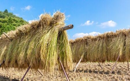 《令和7年産》春の米　玄米　3kg ／ 米 お米 こめ コメ ごはん 無農薬 農薬不使用 春の米 玄米 令和7年産 新米 3kg 千葉県 東庄町 春子ファーム 産地直送 産直 送料無料