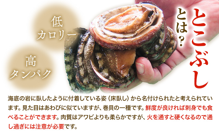 とこぶし 活け 約600g 比井崎漁業協同組合《6月上旬-9月上旬頃出荷》和歌山県 日高町 とこぶし 生もの 海鮮 貝 和歌山県産 冷蔵 ながれこ 流れ子 ナガレコ