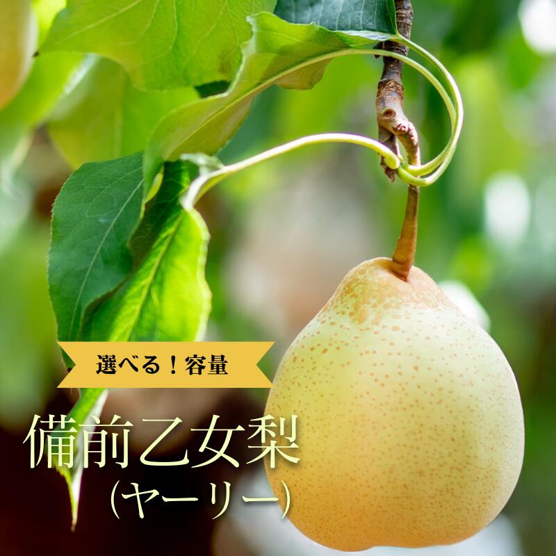 【ふるさと納税】 備前乙女梨 サイズが選べる ヤーリー 鴨梨 果物 フルーツ デザート 中国梨 おすすめ 人気 お取り寄せ お取り寄せグルメ 取り寄せ ギフト 贈り物 プレゼント 贈答 自宅用 産地直送 旬 岡山県 お歳暮 梨 なし