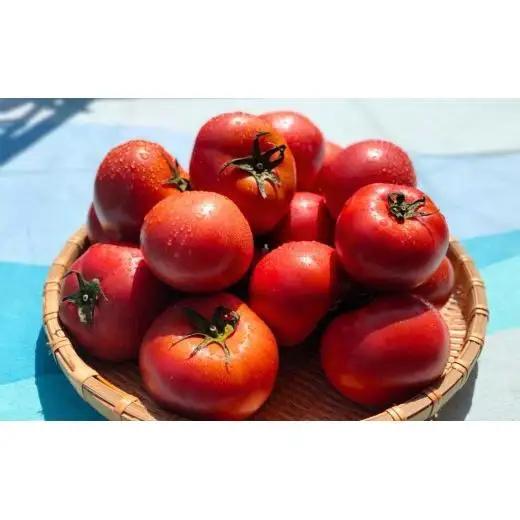 【先行予約】 【甘みがジュワ～っ！】瀬戸内のフルーツトマト 3kg 糖度8度以上 【 2027年4月中旬発送開始 】 大崎上島 越田農園