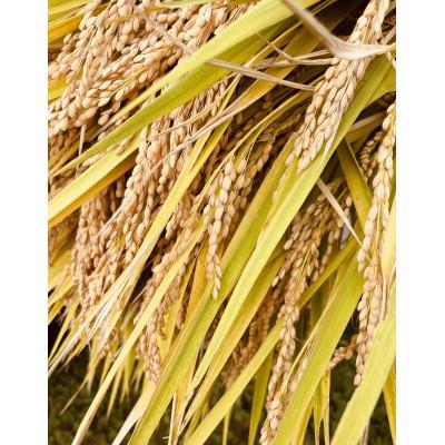 ふるさと納税 川西町 令和7年特別栽培米　農薬化学肥料栽培期間中不使用つや姫YAMAZUTO　玄米30kg |  | 03