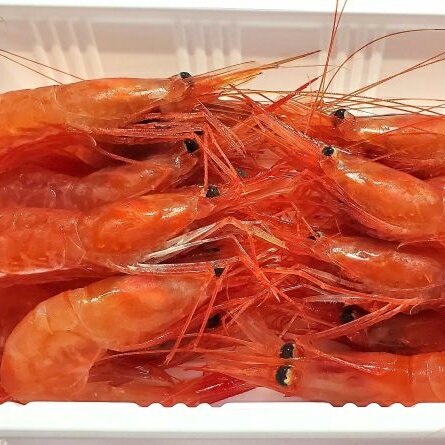 【ふるさと納税】【北海道余市町産】獲れたて 鮮度抜群！急速超低温冷凍 甘エビ900g ( 300g × 3パック ) 刺身用 急速冷凍 超低温冷凍 新鮮 獲れたて 鮮度抜群 海の宝石 お刺身 焼き甘エビ ボイル てんぷら フライ 甘海老 アマエビ プリプリ食感 北海道 余市町 送料無料