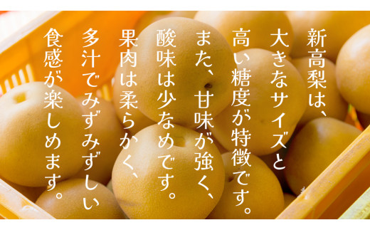 新高 約5kg（茨城県共通返礼品：かすみがうら市） 【2026年9月中旬発送開始】 梨 数量限定 なし ナシ フルーツ 果物 旬 産地直送 [FF005sa]
