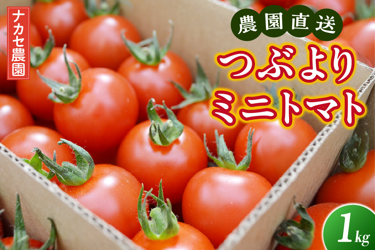 【先行予約】≪2027年1月より順次発送≫農園直送 つぶより ミニトマト 1kg入り｜トマト プチトマト 甘い 野菜 産地直送 愛知県 東浦町