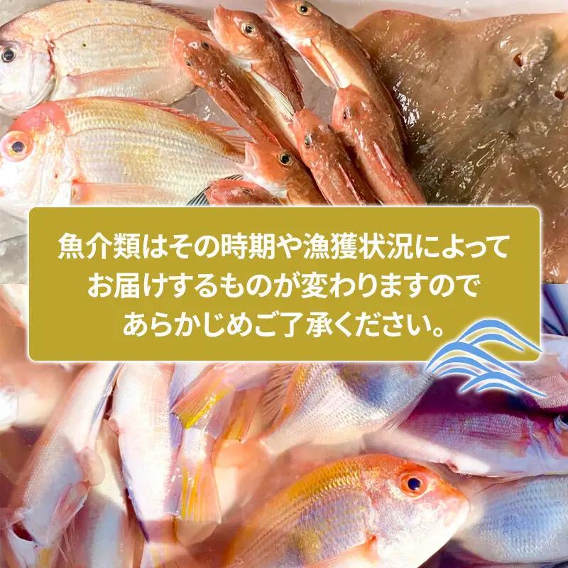 鯛 欲張りセット 旬の魚介 3kg前後【下処理なし】