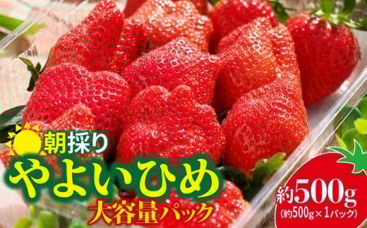 いちご やよいひめ 500g × 1パック | コク 甘み 朝採れ やよいひめ 大粒 甘み 酸味 バランス 贈答用 新鮮 完熟 いちご 旬 苺 ストロベリー 産地直送 果汁 甘い あまい 人気 高評価 美容 健康 旨味 高糖度 ごほうび 群馬県 前橋市