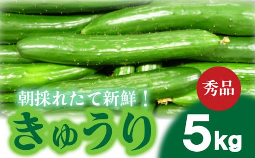 【2025年度発送 先行予約 】Sサイズ 約55本 きゅうり 秀品 5kg 朝採れ 野菜 赤土 キュウリ 胡瓜 新鮮 カリカリ 山口産 もぎたて 料理 お弁当 夕飯 サラダ 大容量 遠足 ピクニック 下関市 山口 【2025年9月頃より出荷】 【 期間限定 】