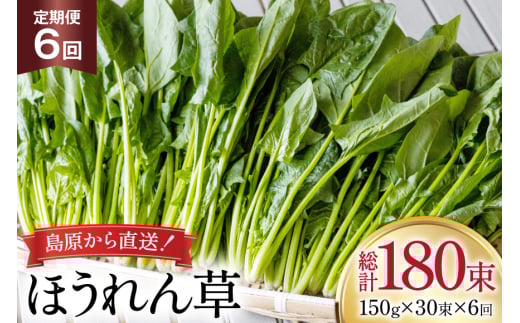 AI327 定期便 6回 ほうれん草 30束 [ 野菜 ホウレン草 やさい ホウレンソウ 冷蔵 葉物野菜 田中農園 長崎県 島原市 ]