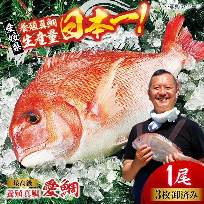 愛鯛 養殖真鯛1尾 冷凍 [AGDA001]