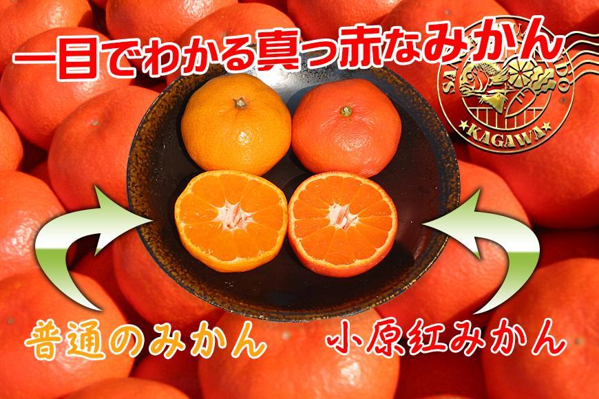 ≪先行受注≫小原紅早生みかん 香川県産 約10kg ( S ～ Lサイズ ) ｜ みかん