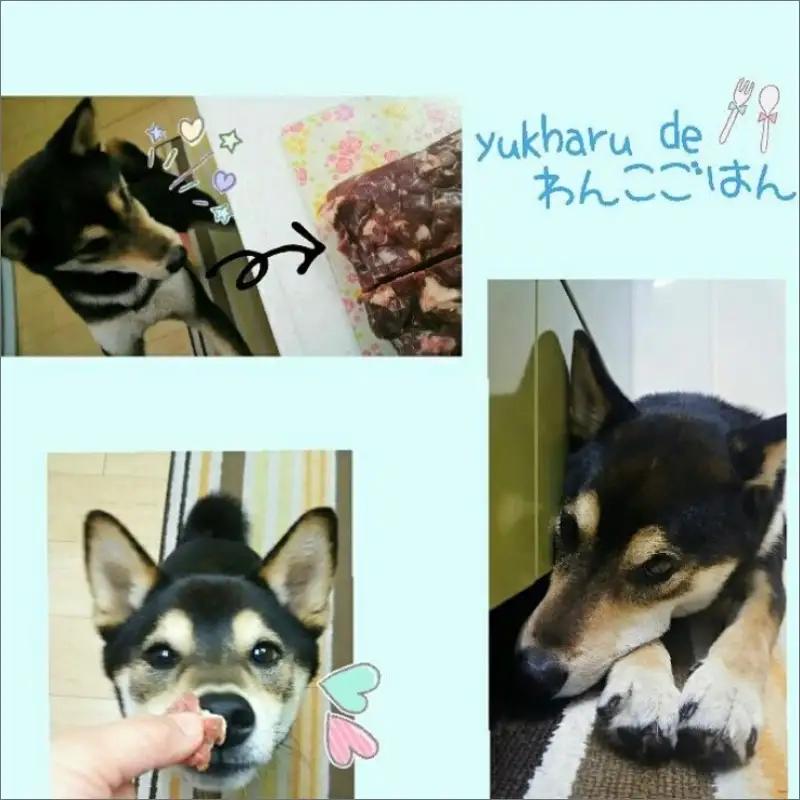 【3ヶ月定期便】エゾシカミンチ 500g×2パック ( 犬 えさ 餌 犬の餌 ペットフード 鹿 エゾシカ肉 鹿肉 健康 定期便 ミンチ )【999-0209】