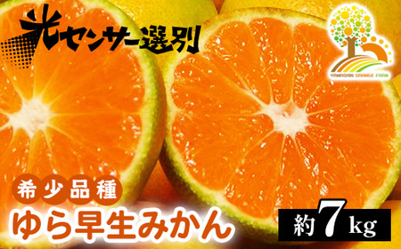ゆら早生 みかん 濃厚な味わい 約7kg 希少品種《有機質肥料100％》極早生 ｜ ※2025年10月上旬～11月中旬頃に順次発送予定 ※北海道・沖縄・離島への配送不可