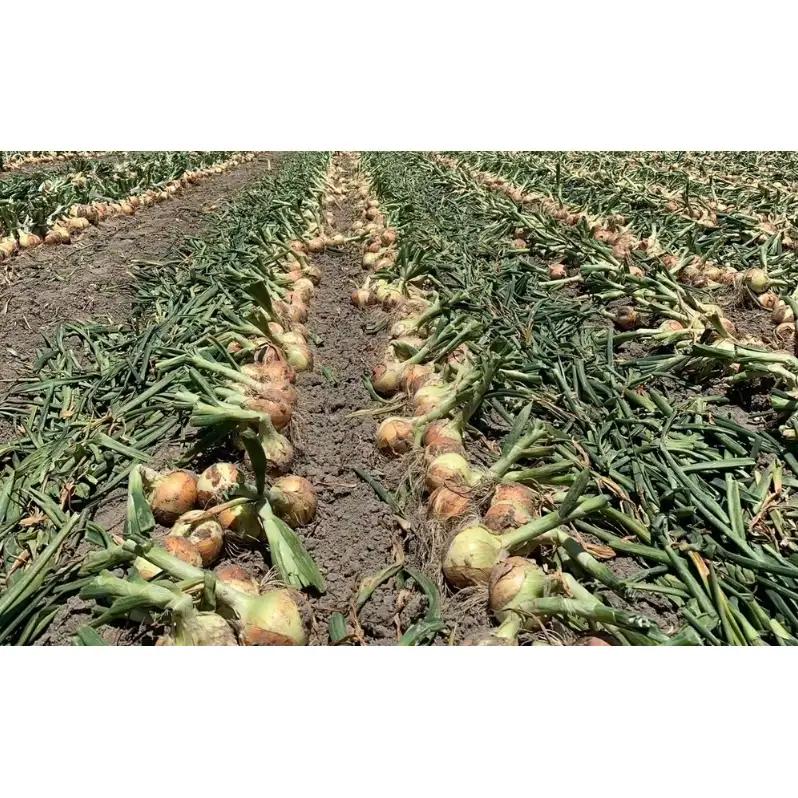 淡路島産玉ねぎ　10kg　たまねぎ タマネギ 玉葱 吊り玉 秀品 野菜 新鮮 長持ち カレー シチュー バーベキュー スープ 兵庫県 洲本市 淡路島