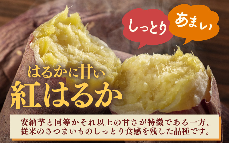 【先行予約】あわら市波松産 紅はるか 5kg / 厳選 不揃い さつまいも 土付き 熟成 焼き芋 福井県 薩摩芋 密芋 スイートポテト しっとり ほっくり 自然のスイーツ 極甘 農研機構許諾済 メディ