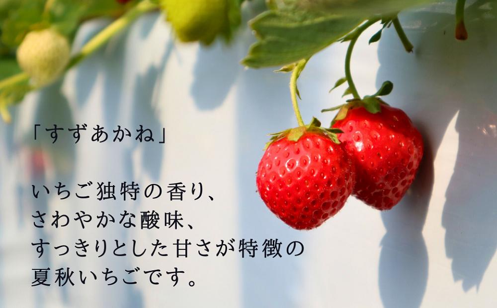 【配送地域限定】夏秋イチゴ「すずあかね」計600g　北海道厚真町こばやしいちご農園 イチゴ 果物　フルーツ 生いちご 北海道 厚真町 国産 【送料無料】