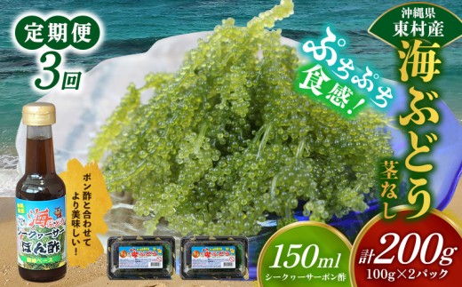 【定期便：3回】美ら海 沖縄県産 海ぶどうセット／茎なし200g（100g×2パック）ポン酢付 海ブドウ 海ぶどう うみぶどう パック 茎なし クビレズタ たれ付き 海鮮 海藻 プチプチ おつまみ 沖縄料理 ご当地 特産品 グルメ 人気 居酒屋 常温 沖縄県 東村