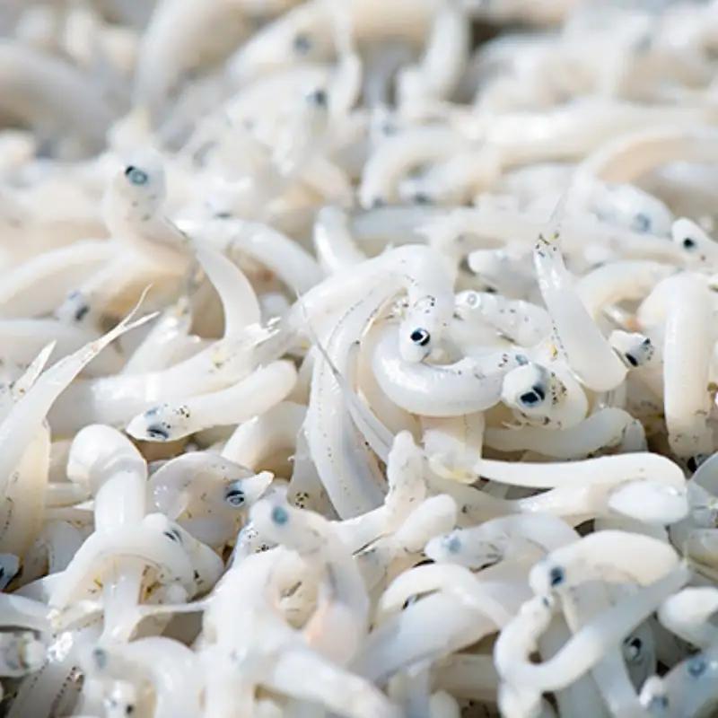 釜揚げしらす（木箱入り）1kg※北海道・沖縄・離島配送不可 / 贈答品 ギフト しらす丼 丼ぶり シラス 冷蔵 お取り寄せ 和歌山県 田辺市【has004-3】