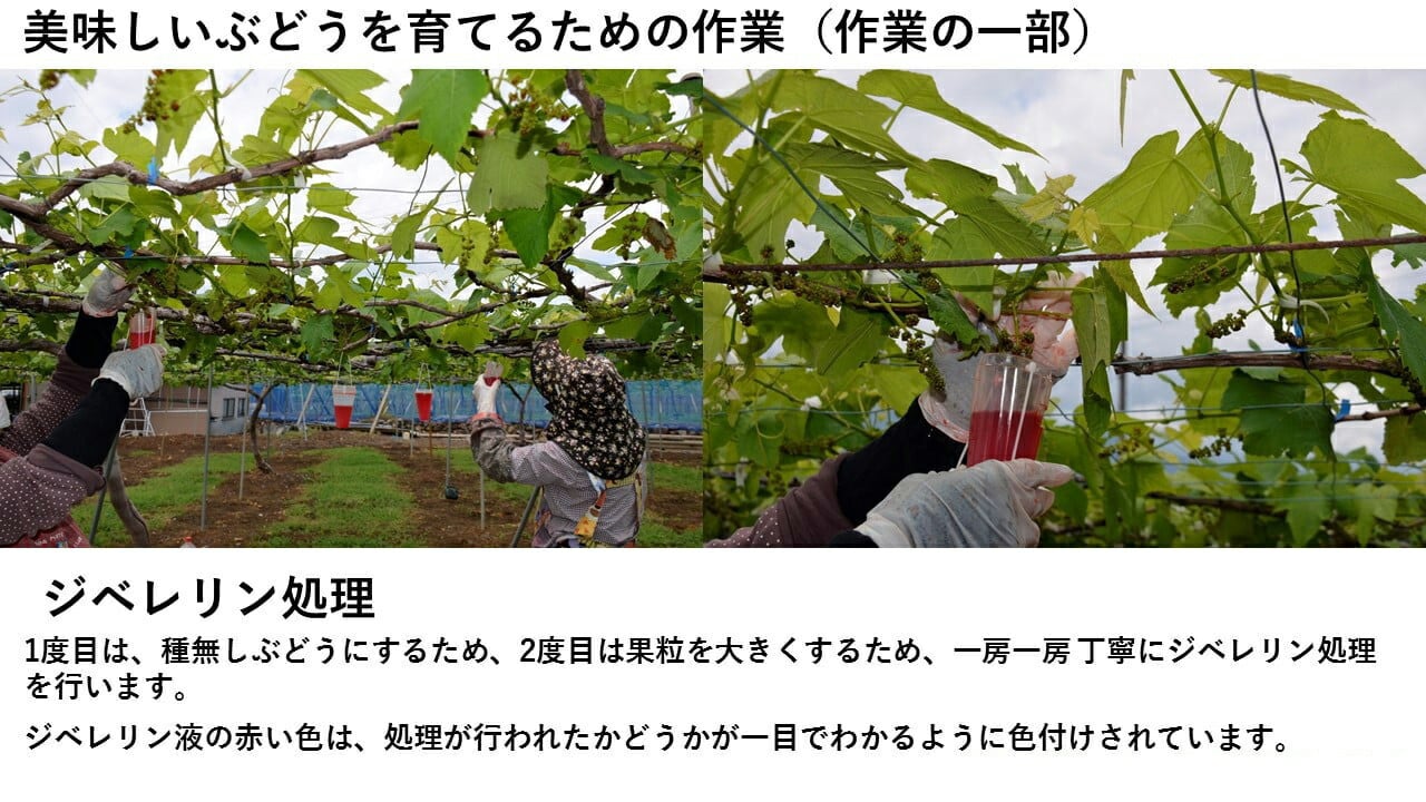 ジベ処理（種なしにする作業）