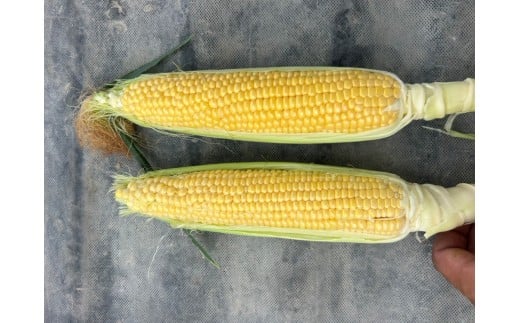 奈良県産 とうもろこし おおもの 5本入り 【2026年7月初旬～7月末頃に順次発送予定】／ 23ファーム トウモロコシ コーン スイートコーン 美味い  甘い 野菜 産直 新鮮 旬 茹で スープ サ