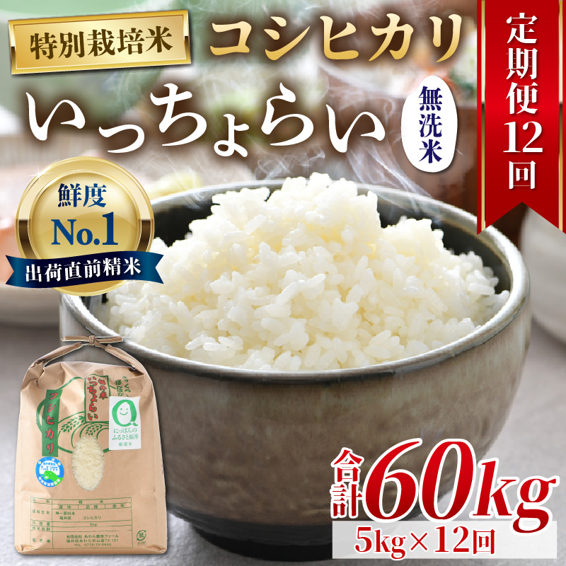 【先行予約】【令和6年産新米】【一等米】《定期便12回》特別栽培米 いっちょらい 無洗米 5kg（計60kg）／ 福井県産 ブランド米 コシヒカリ ご飯 白米 新鮮 大賞 受賞 ※2024年9月下旬より順次発送