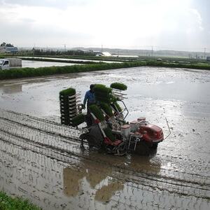 【令和5年産】おぼろづき玄米5kg【1454840】