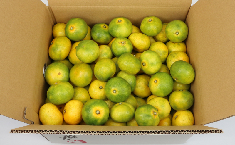 極早生みかん 家庭用 9kg サイズ不揃い 兵頭農園 みかん mikan 愛媛ミカン 愛媛みかん 愛媛蜜柑 極早生 温州みかん 温州 精品 規格外混合 不揃い 果物 くだもの フルーツ 柑橘 蜜柑 産